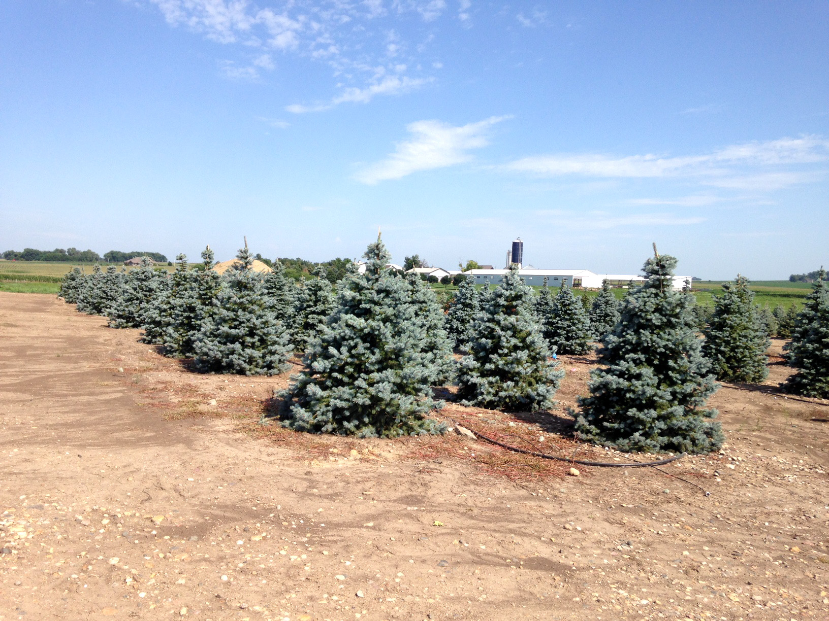 nursery trees